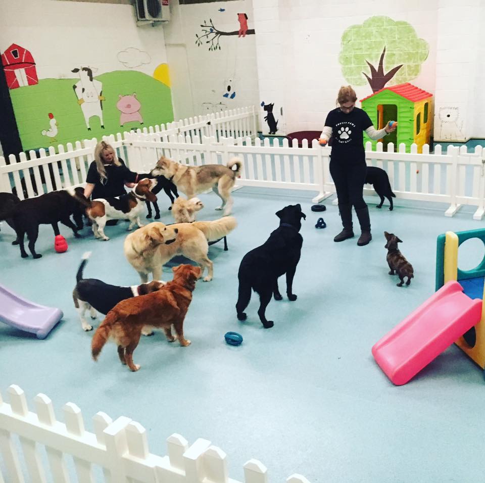 daycare for dogs